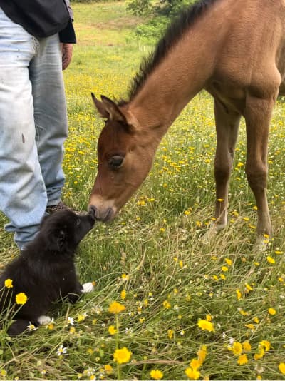 Alba, a small black puppy, is booping her nose against a foal’s. They’re surrounded by flowers.