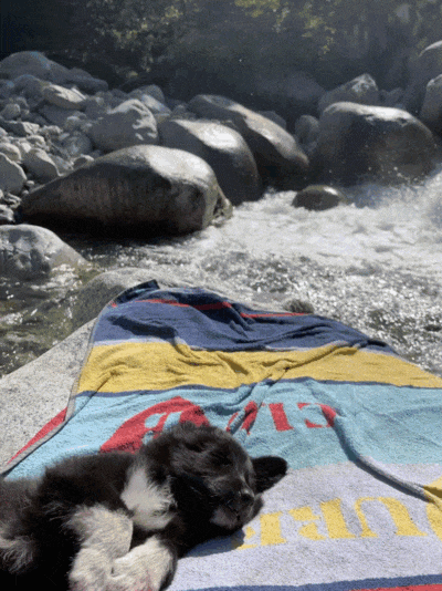 Alba, a small black puppy, sleeps peacefully on a rock while a river flows behind her
