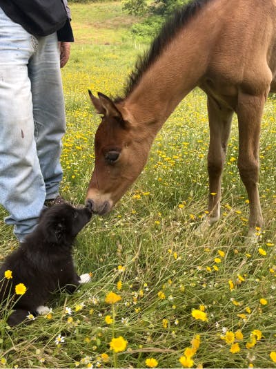 Alba, a small black puppy, is booping her nose against a foal’s. They’re surrounded by flowers.